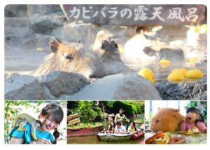 6189-伊豆シャボテン動物公園