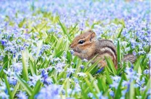 モッピーでロードモバイル高額案件