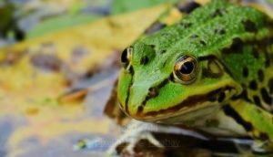 Tポイント×Shufooとは